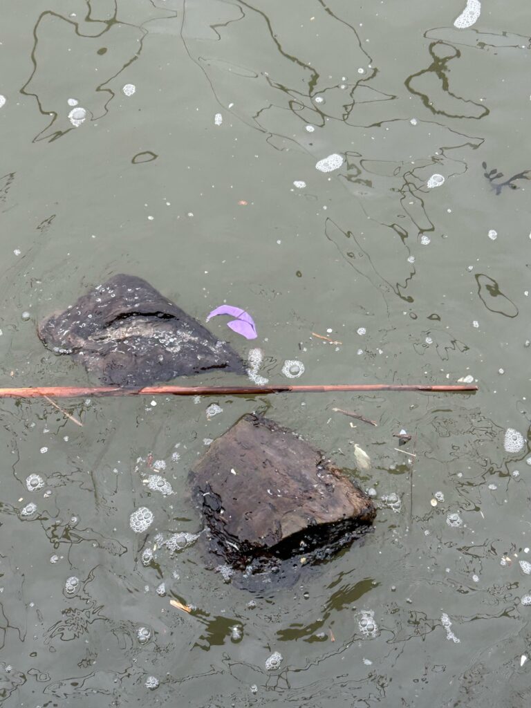 a small purple flower on a wet surface (MyCoast AI)