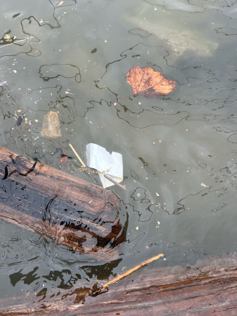 a piece of wood in water (MyCoast AI)