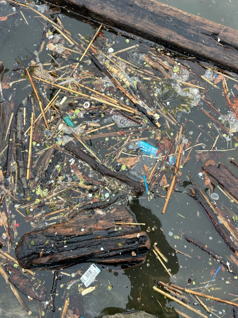 a pile of sticks and sticks in a pond (MyCoast AI)