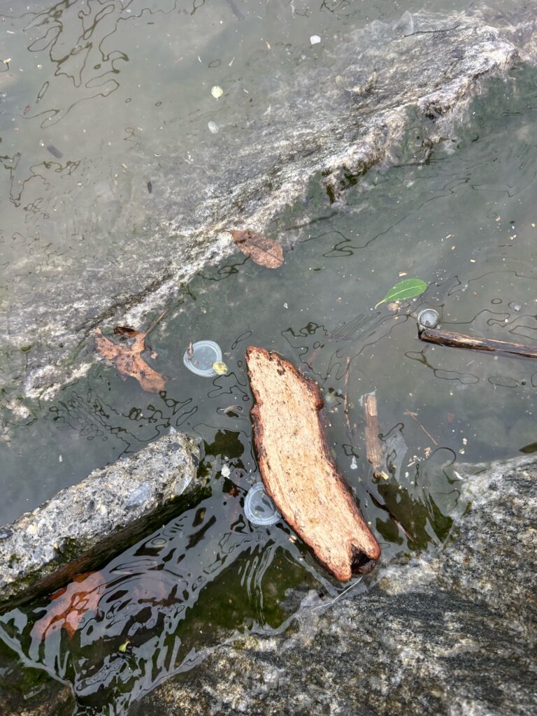a fish in a pond (MyCoast AI)