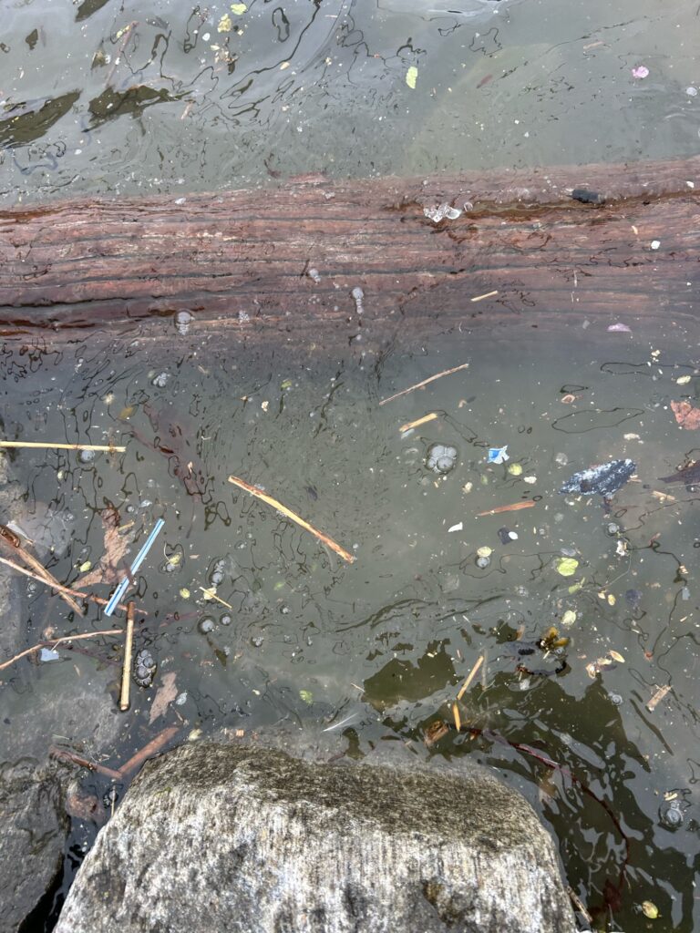 a pond with a rock and plants (MyCoast AI)