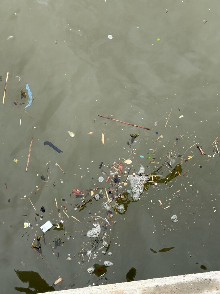 a group of fish swimming in a pond (MyCoast AI)