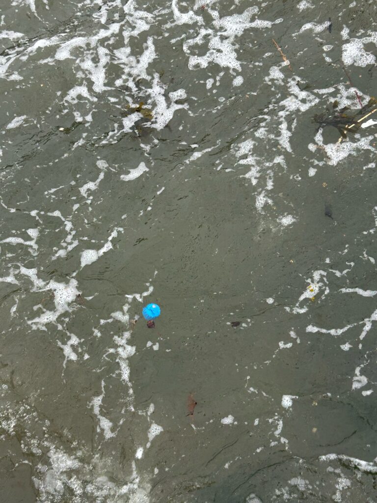 a blue ball floating in water (MyCoast AI)