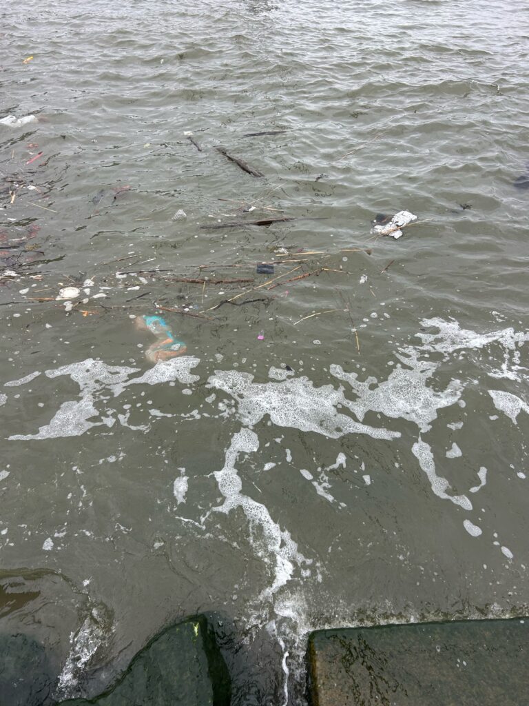 a group of fish swimming in a body of water (MyCoast AI)