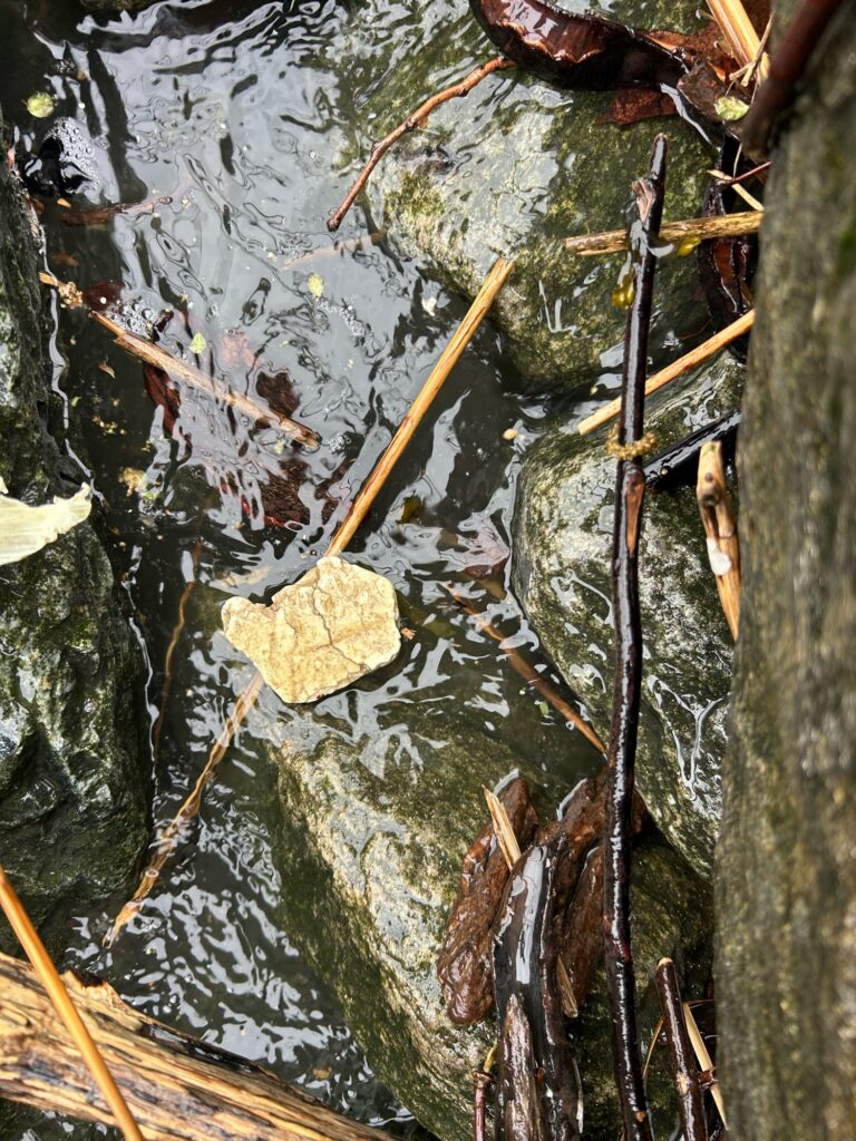 a group of sticks and sticks in water (MyCoast AI)