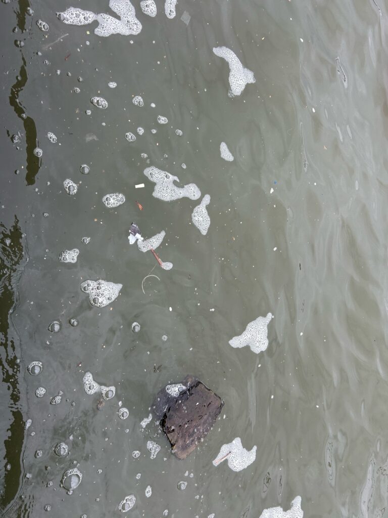 a group of fish in the water (MyCoast AI)