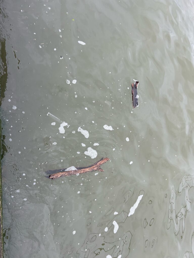 a fish in the water (MyCoast AI)