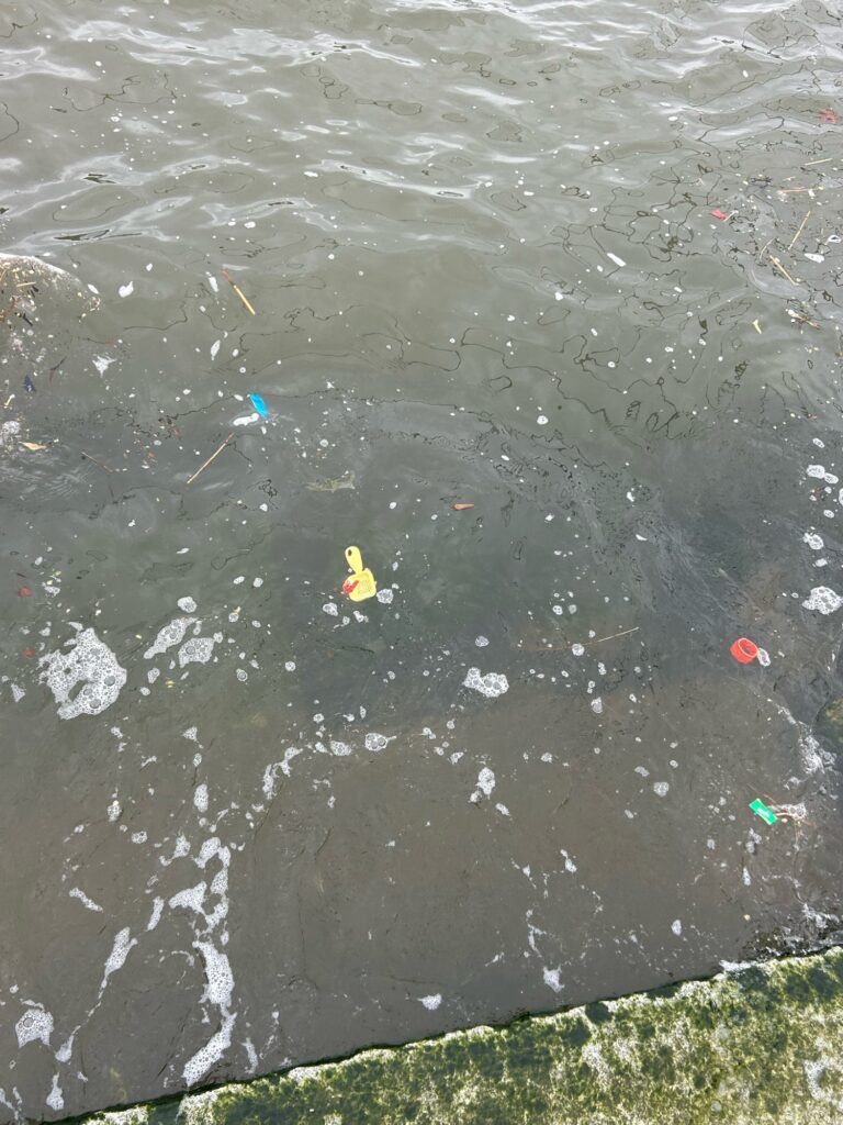 a group of fish swimming in a pond (MyCoast AI)