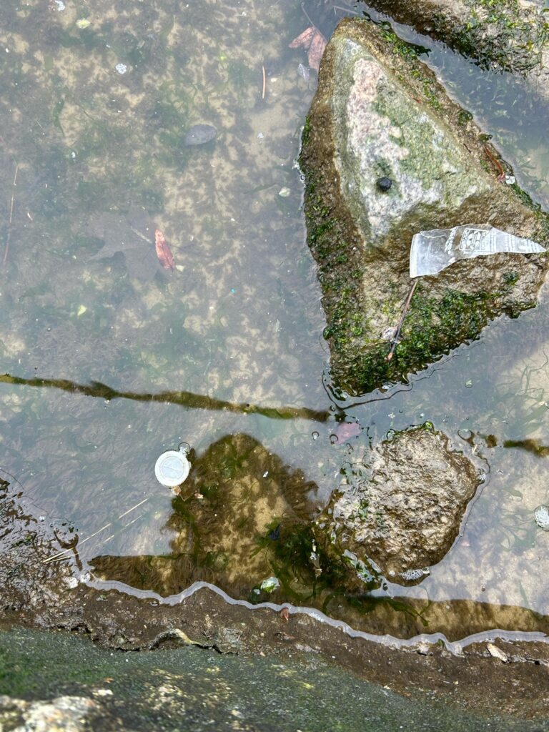 a rock on the ground (MyCoast AI)