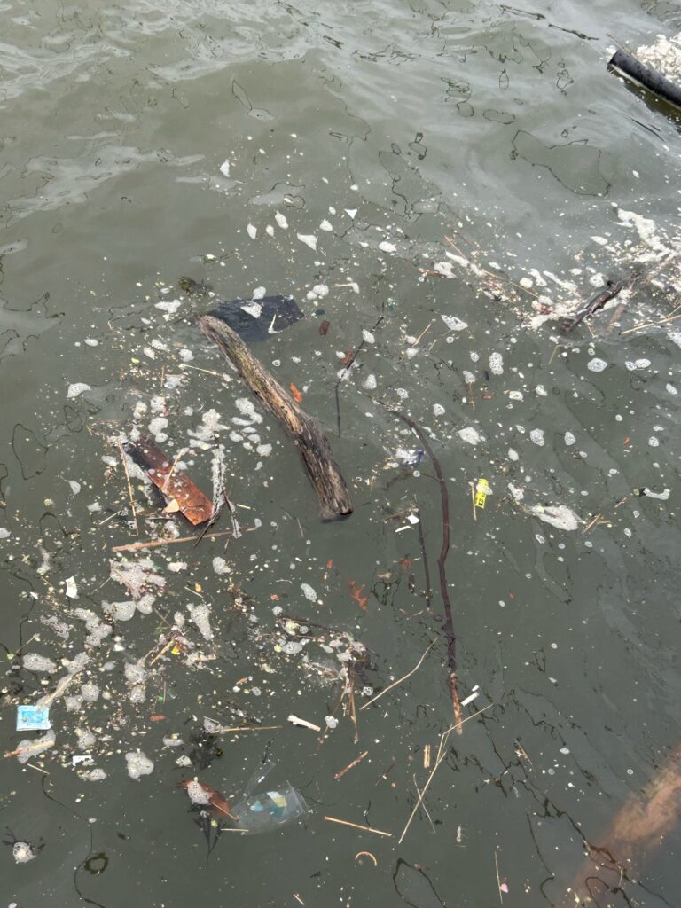 a group of fish in a pond (MyCoast AI)