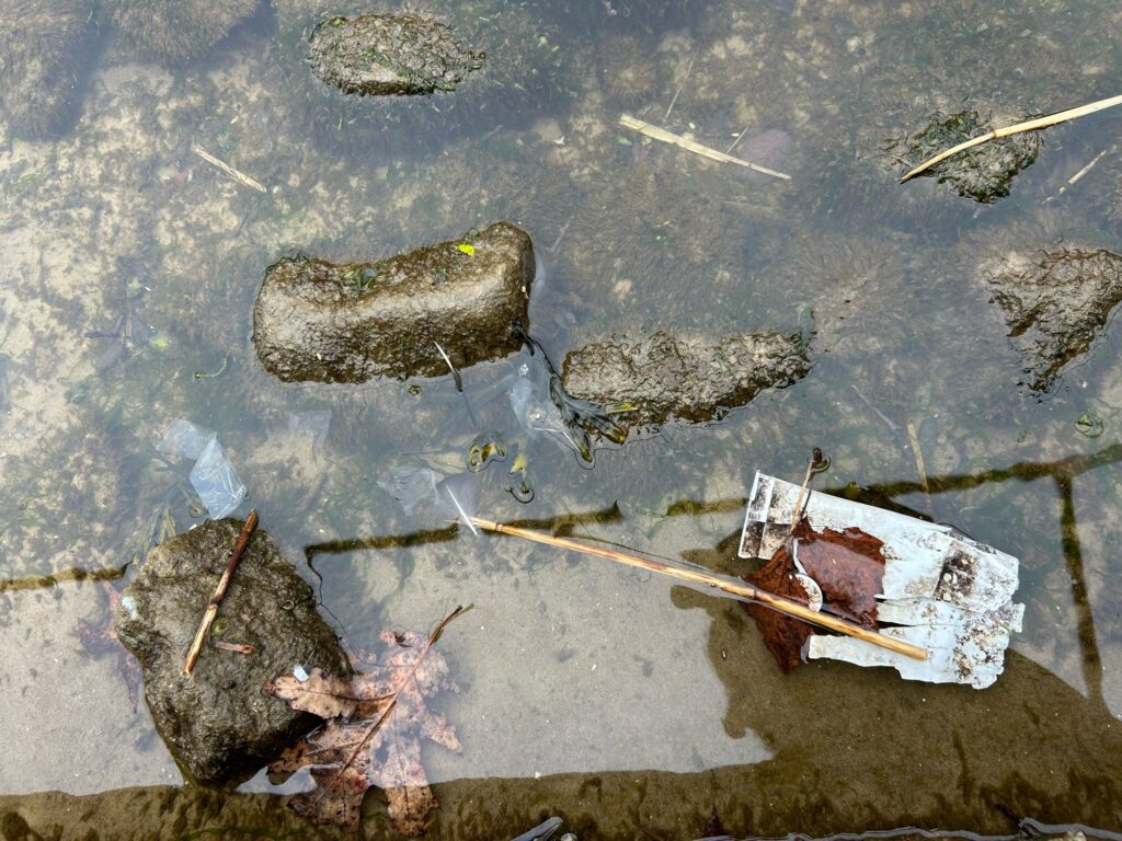 a broken piece of wood on the ground (MyCoast AI)
