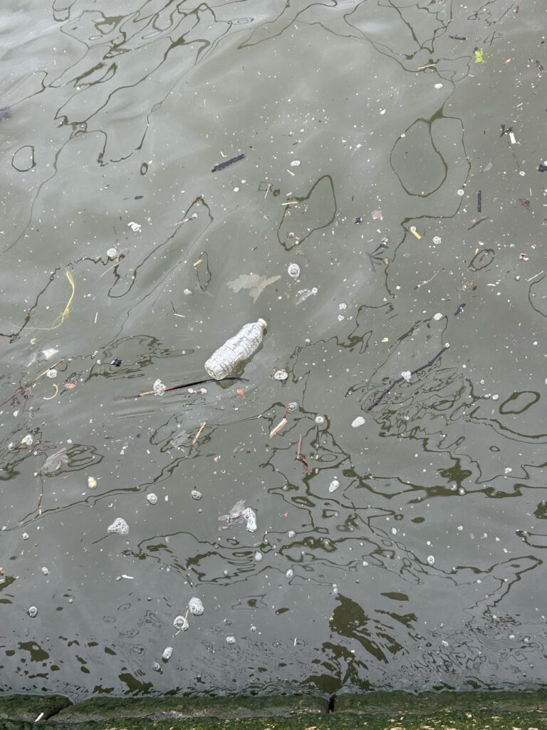 a bird in the water (MyCoast AI)