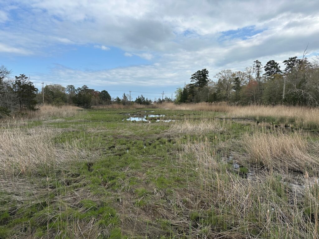 a grassy field with trees in the background (MyCoast AI)