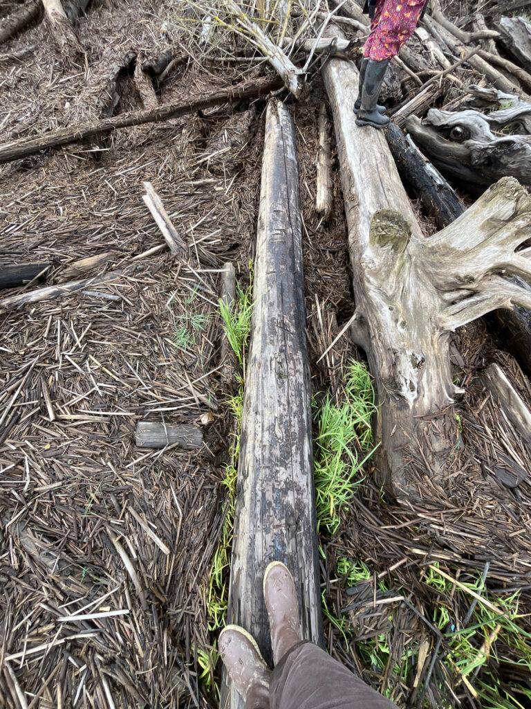 a tree trunk with a cut tree trunk and a person's feet (MyCoast AI)