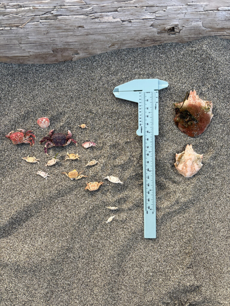 a blue shovel on the ground (MyCoast AI)