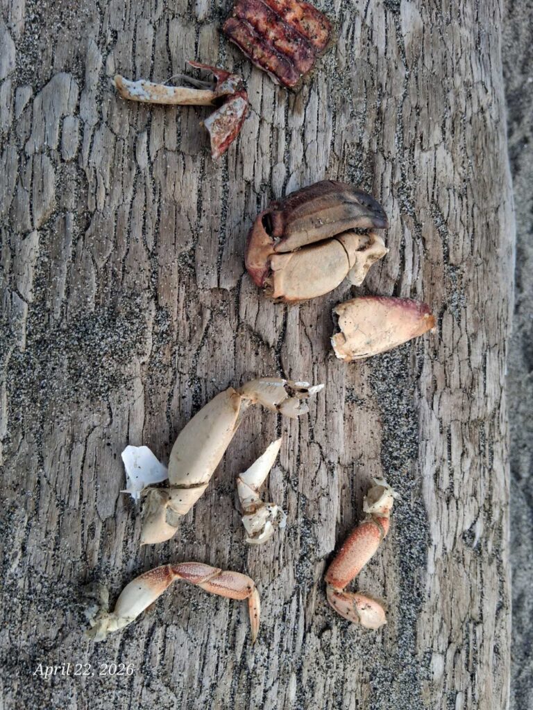 a group of snails on a tree (MyCoast AI)