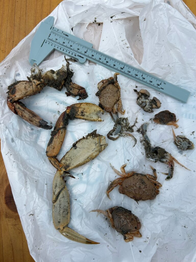 a pile of bones on a white paper towel (MyCoast AI)