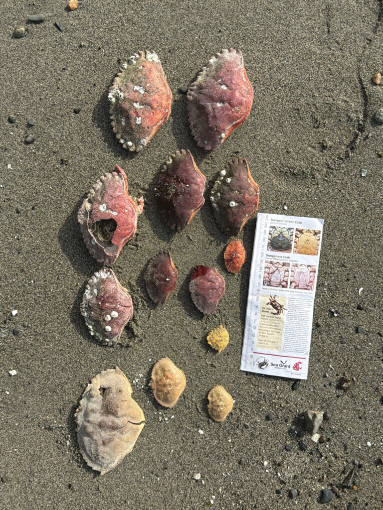 a group of sea shells (MyCoast AI)