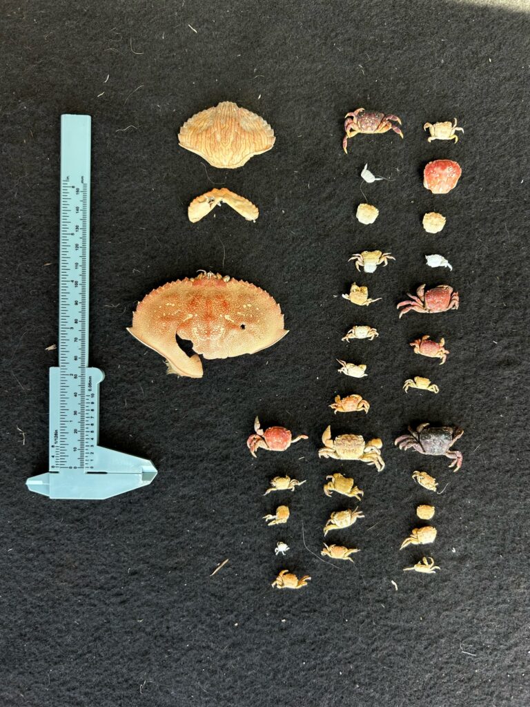 a knife and a cookie on a black surface (MyCoast AI)