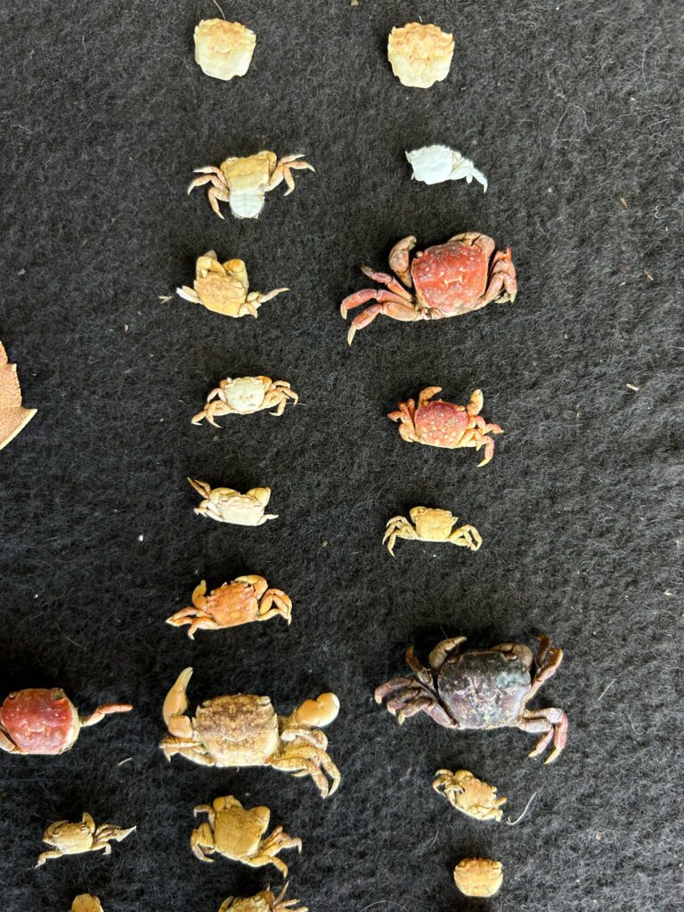 a group of small rocks (MyCoast AI)