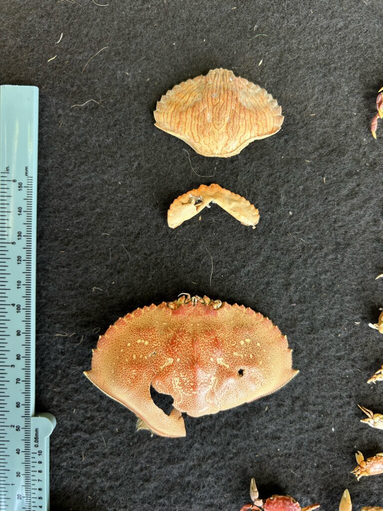a group of orange objects (MyCoast AI)