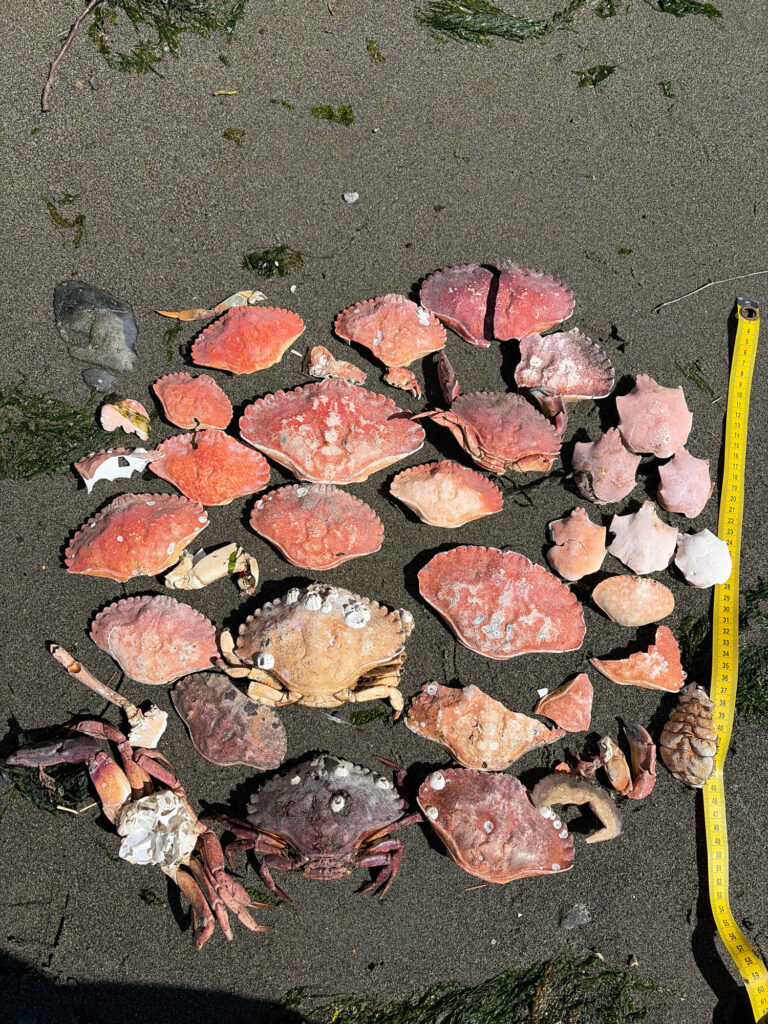 a pile of red mushrooms (MyCoast AI)