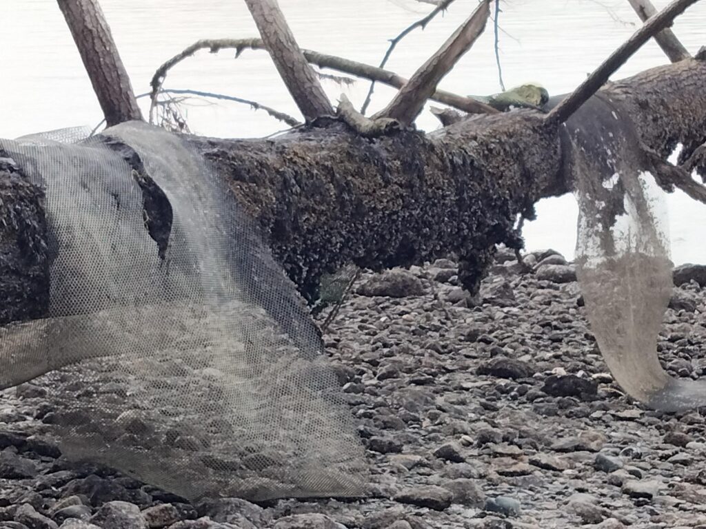 a large elephant lays in the dirt (MyCoast AI)
