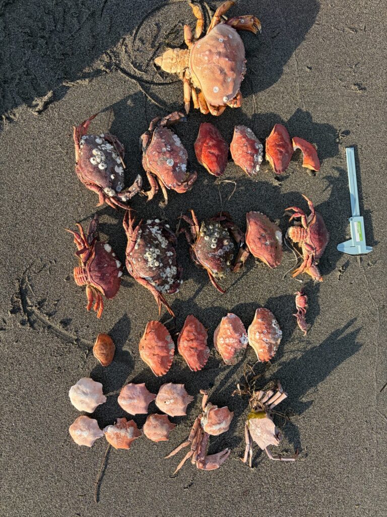 a pile of leaves on the ground (MyCoast AI)