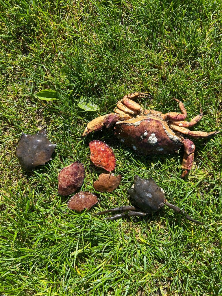 a group of turtles on grass (MyCoast AI)
