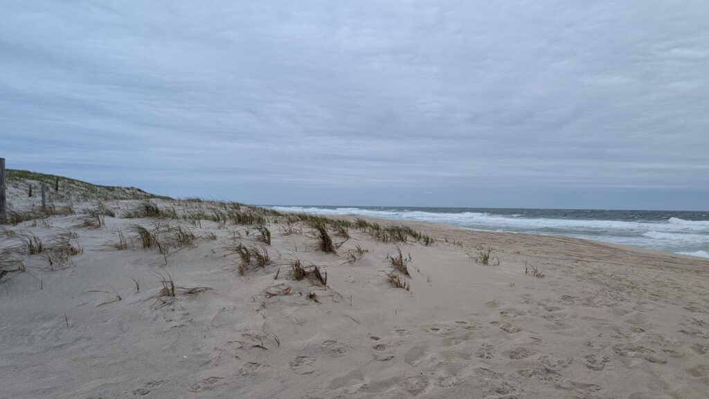 a sandy beach with plants growing on it (MyCoast AI)