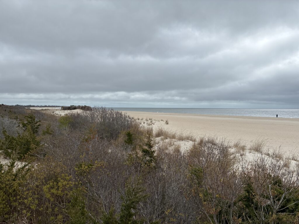 a beach with trees and bushes (MyCoast AI)