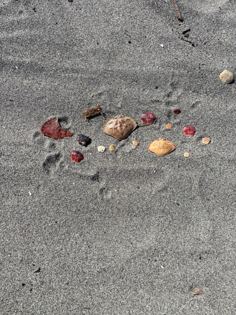 a group of rocks on the ground (MyCoast AI)