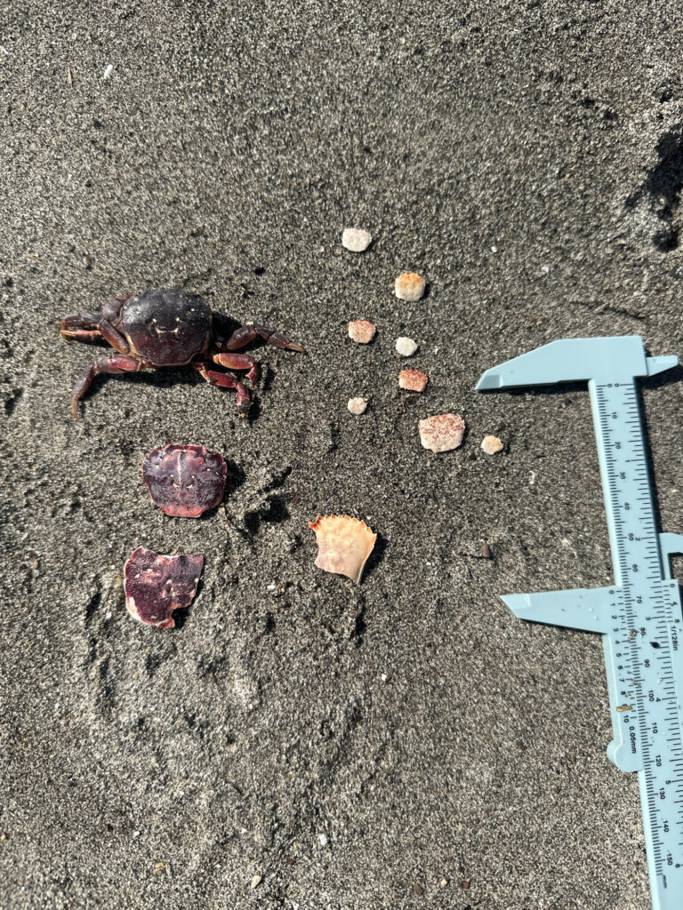 a crab on the sand (MyCoast AI)