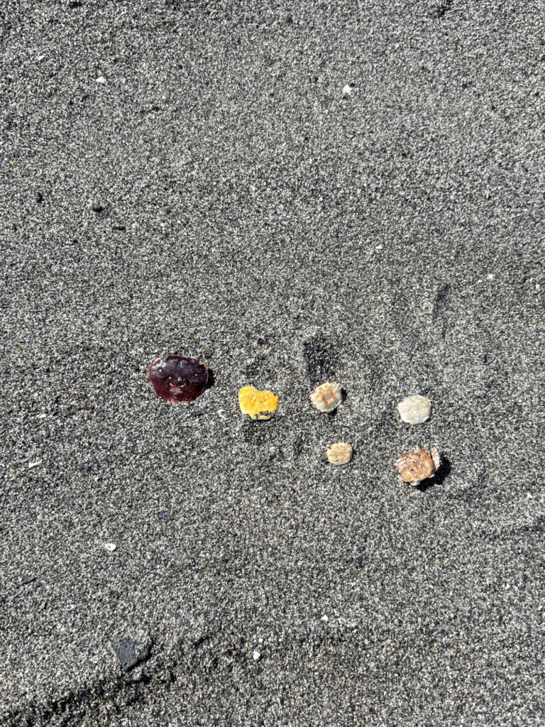 a snail on a concrete surface (MyCoast AI)
