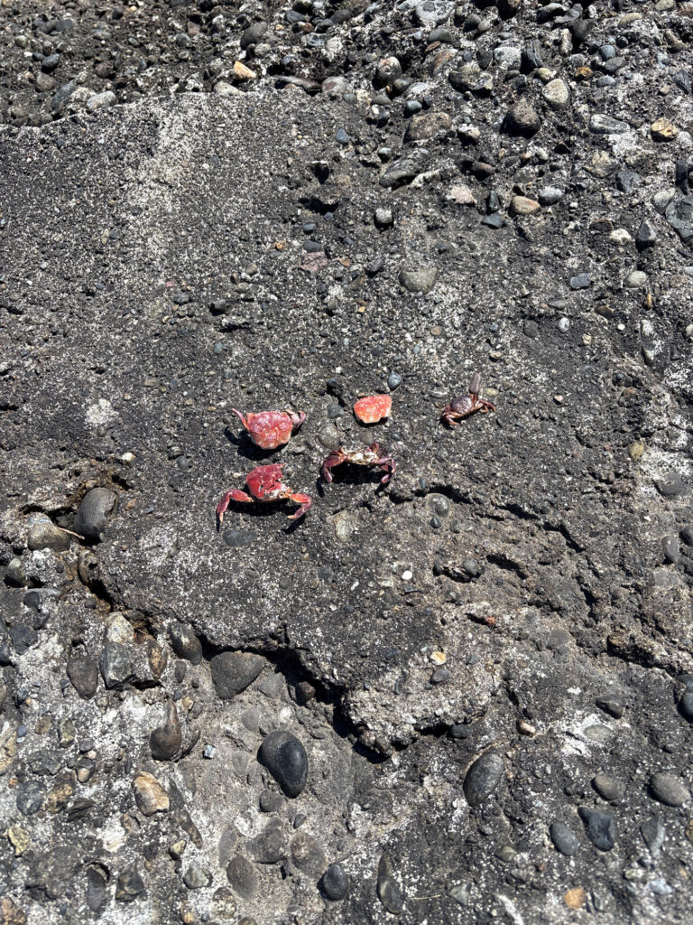 a group of red ants on a rocky surface (MyCoast AI)