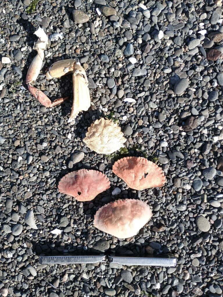 a group of shells on a rocky surface (MyCoast AI)