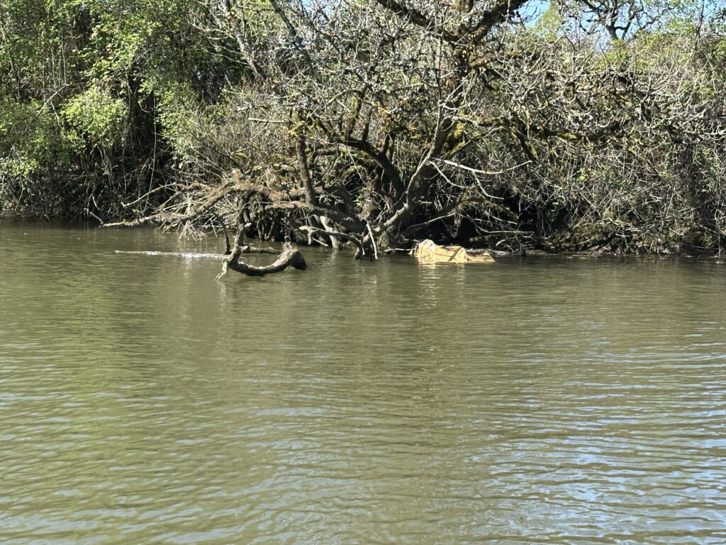 a river with trees on the banks (MyCoast AI)