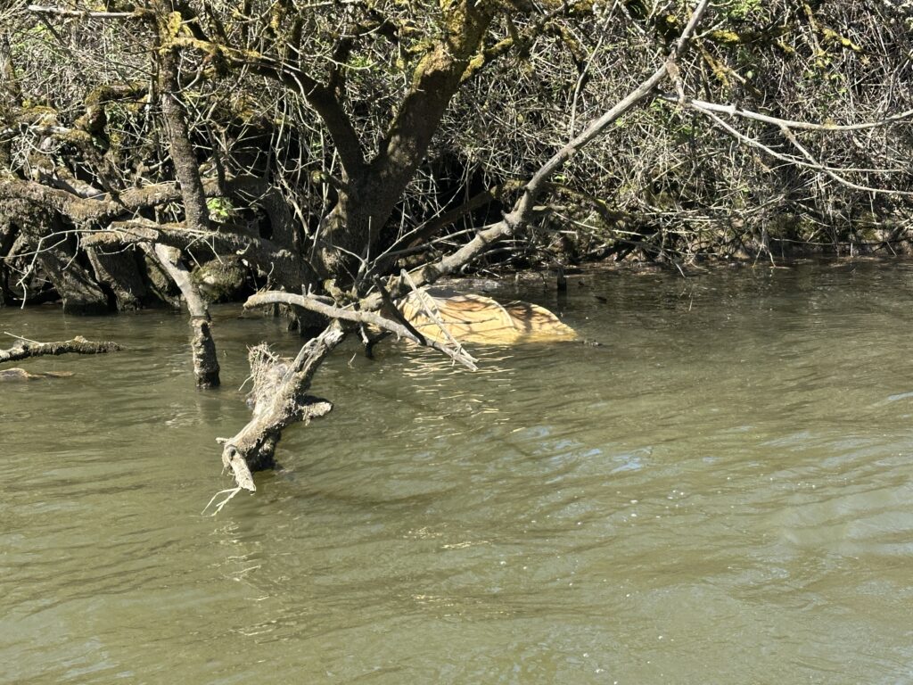 a river with trees on the banks (MyCoast AI)