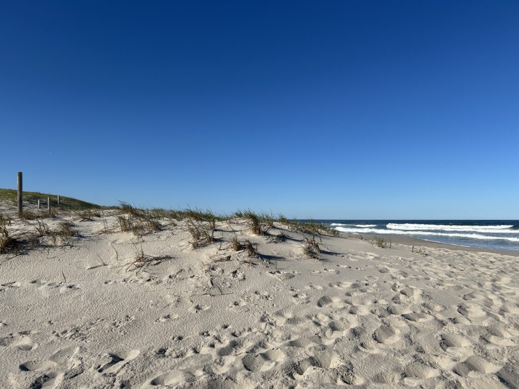 a sandy beach with plants and water (MyCoast AI)