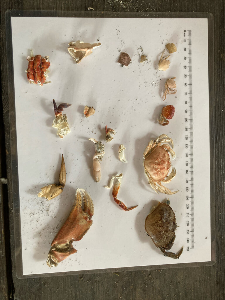 a group of insects on a paper (MyCoast AI)