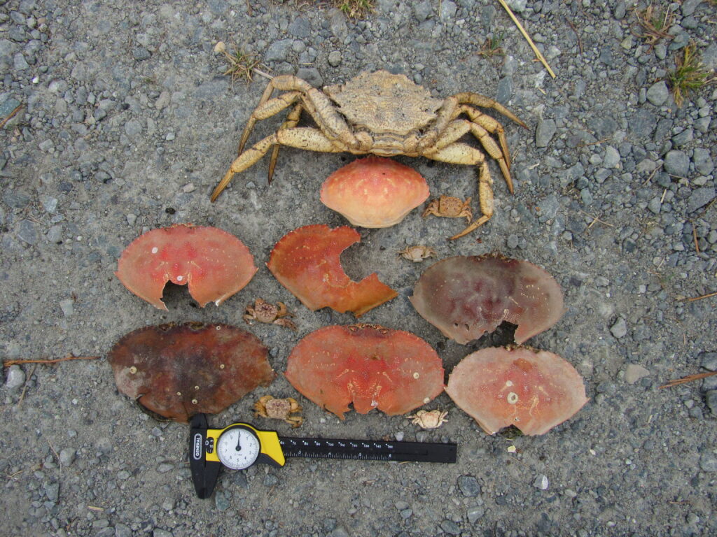 a group of mushrooms (MyCoast AI)