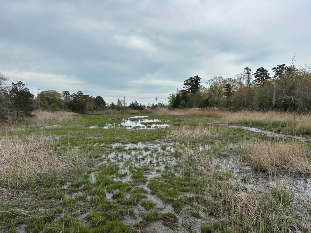 a marshy area with trees in the background (MyCoast AI)