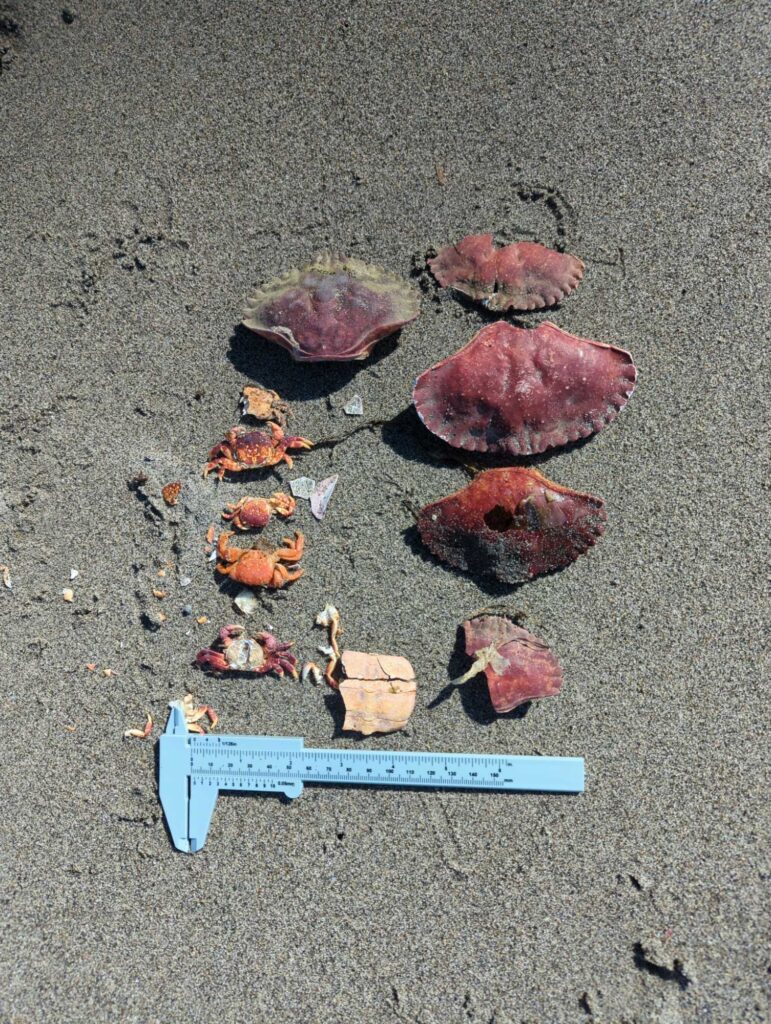 a group of rocks on the ground (MyCoast AI)