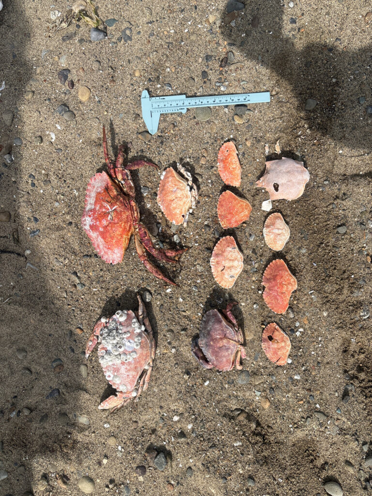 a group of red and black objects on a concrete surface (MyCoast AI)