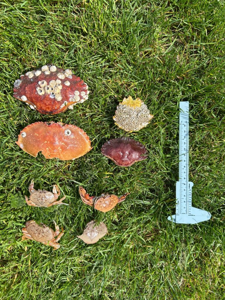 mushrooms and a knife on grass (MyCoast AI)