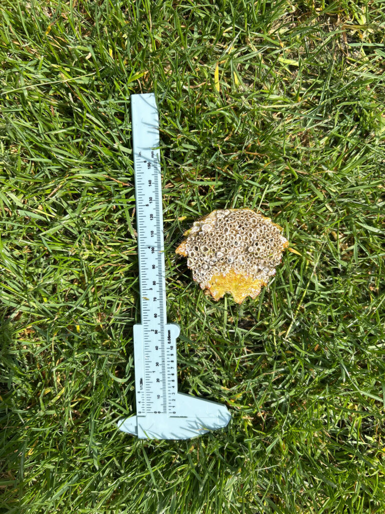 a turtle on a measuring stick (MyCoast AI)