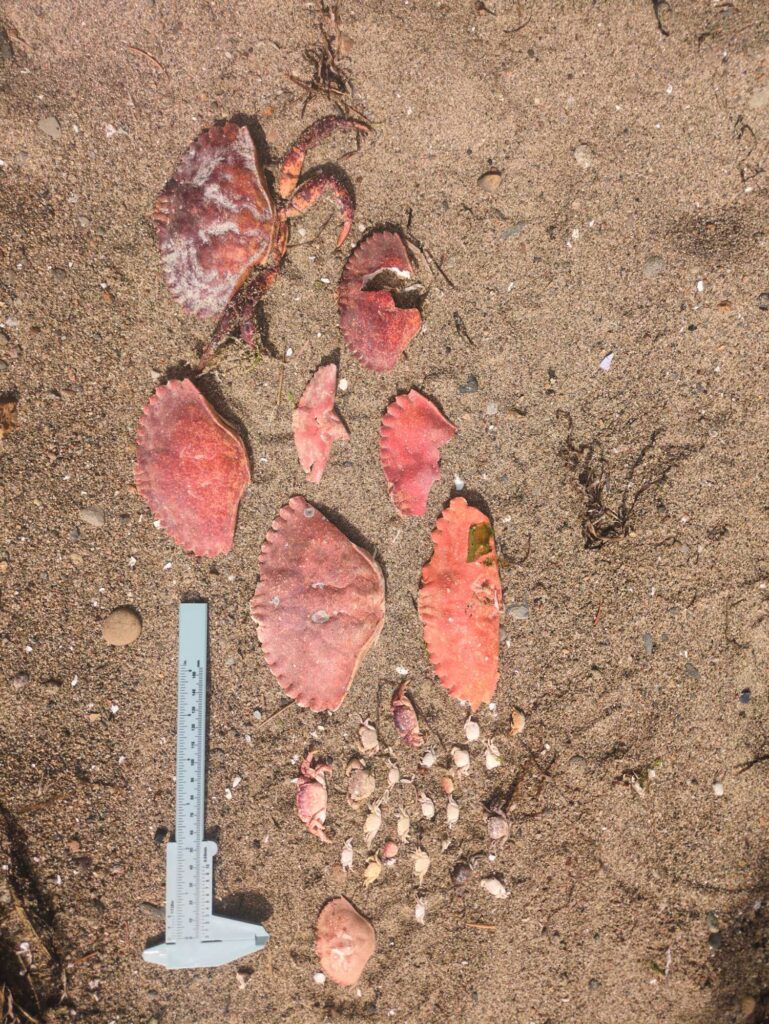 a group of raw meat on the ground (MyCoast AI)
