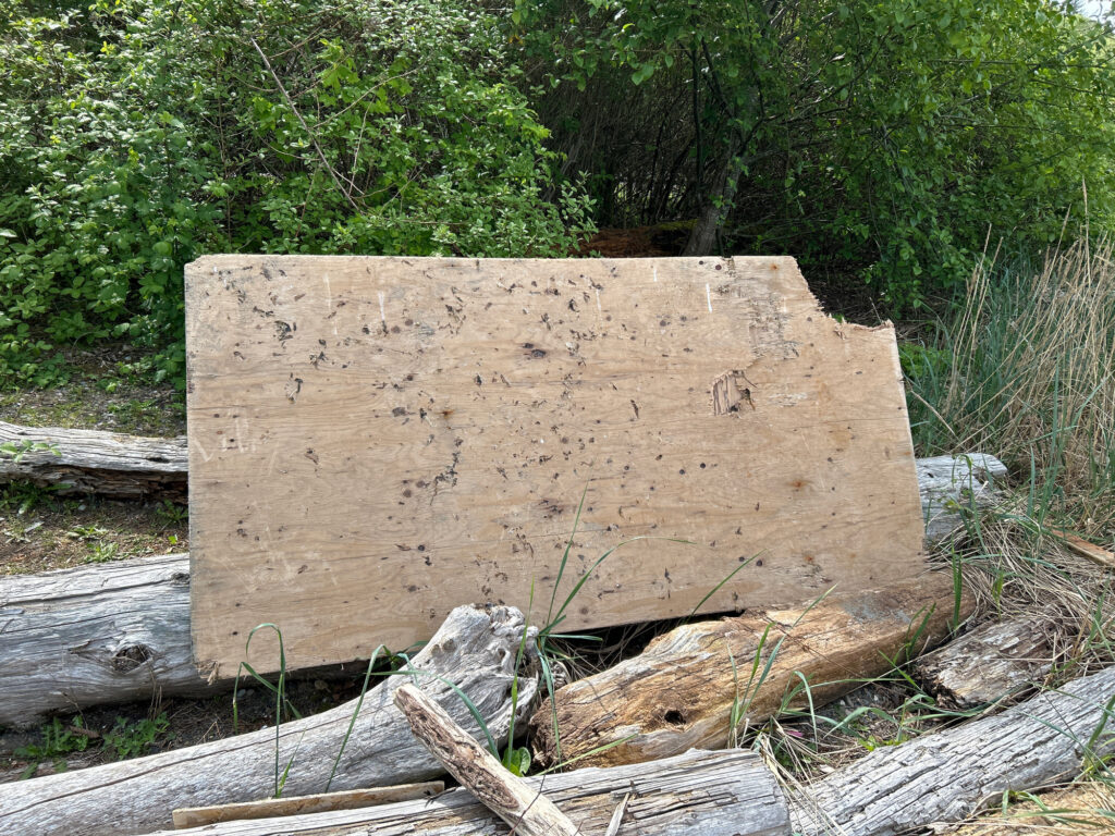 a large piece of wood (MyCoast AI)