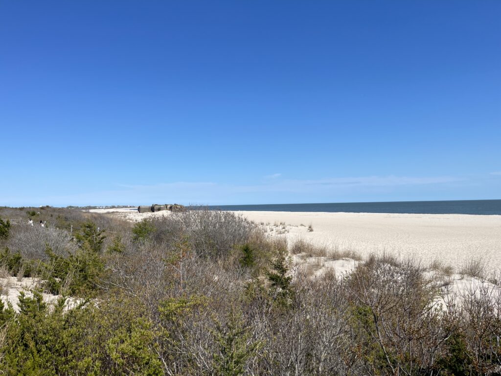 a sandy beach with bushes and trees (MyCoast AI)