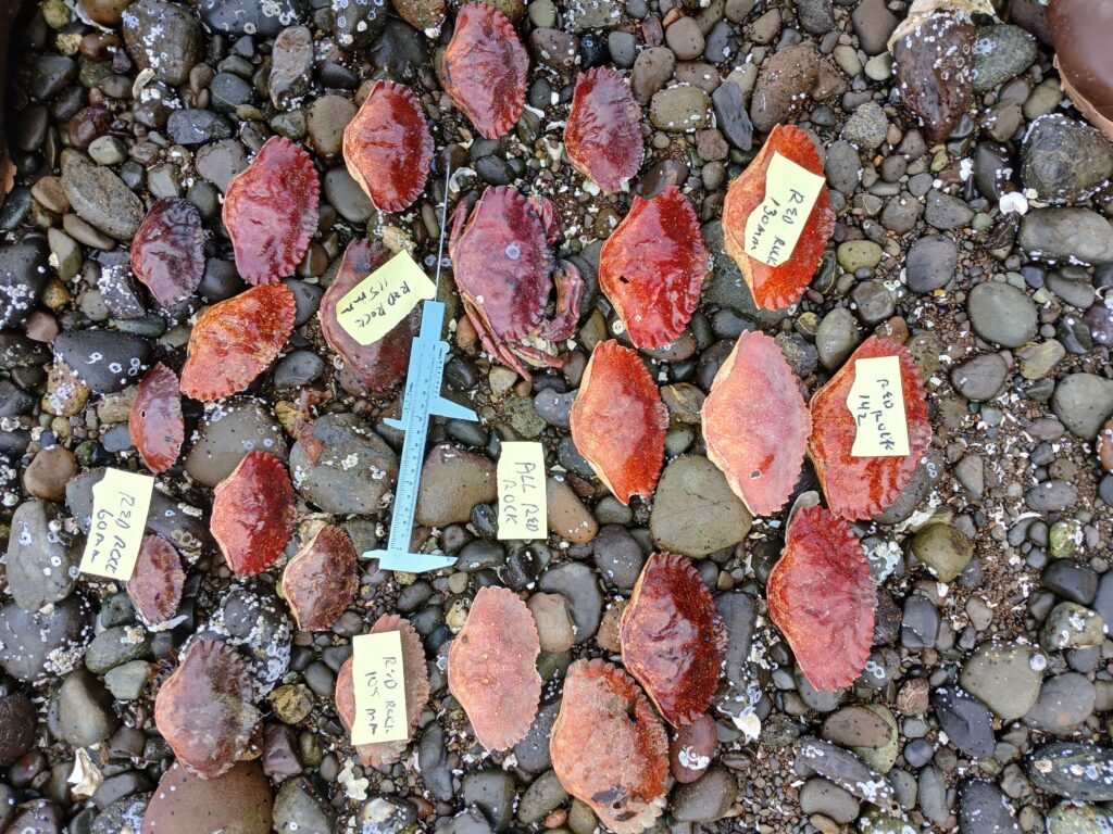 a group of red and white objects on a rocky surface (MyCoast AI)